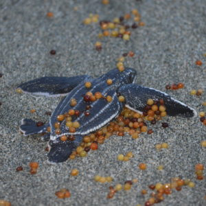 Ecopetroleo-anidacion-de-tortugas-playa-guibia